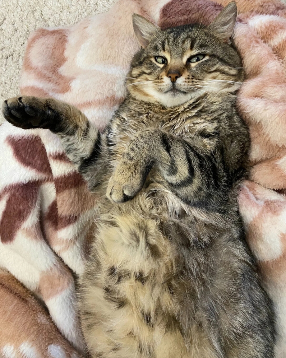 Кошкин дом приют в Мурманске