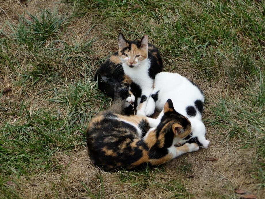 Бенгальская Сиамская кошка