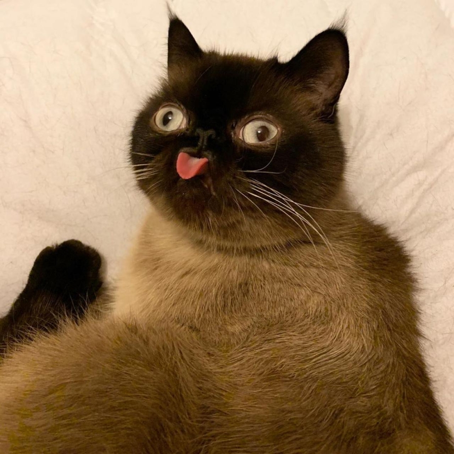Косоглазые коты