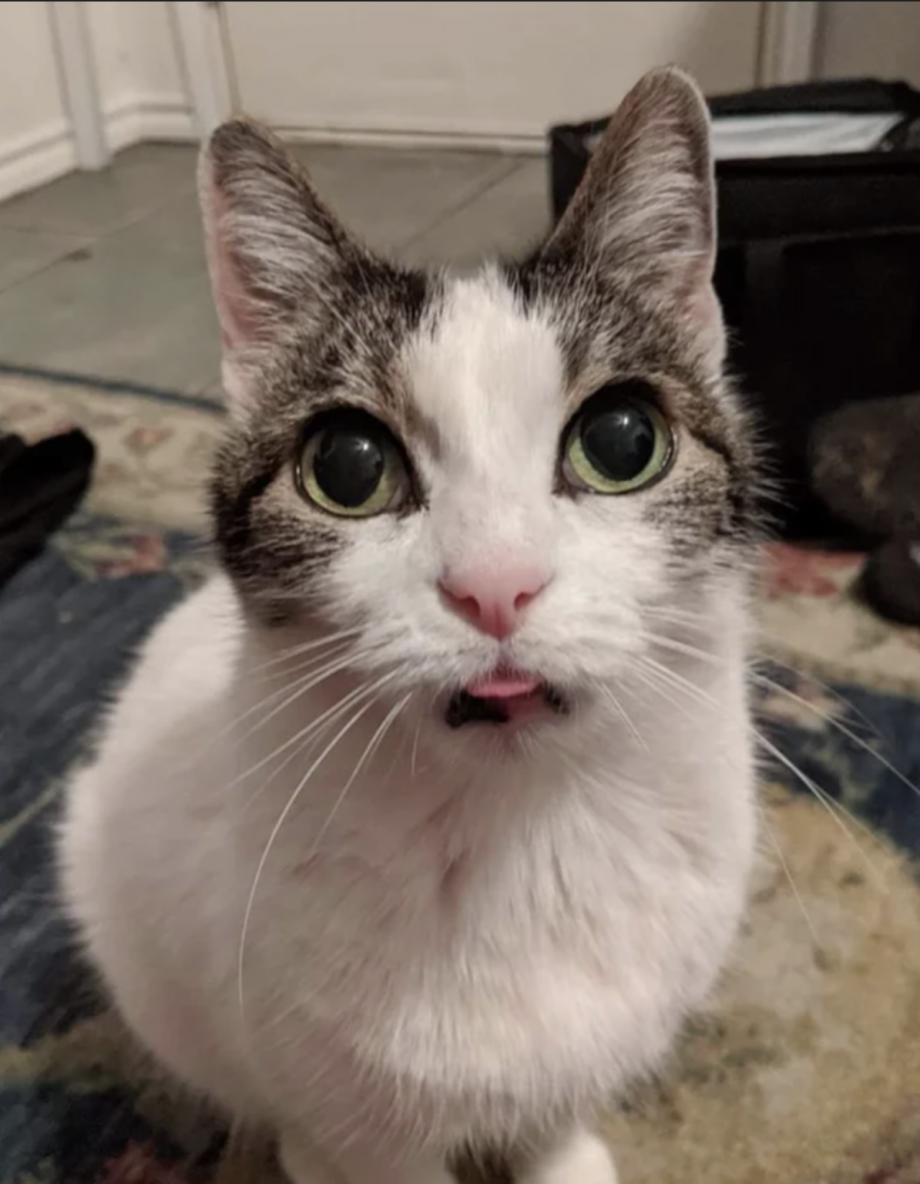 Котенок с язычком