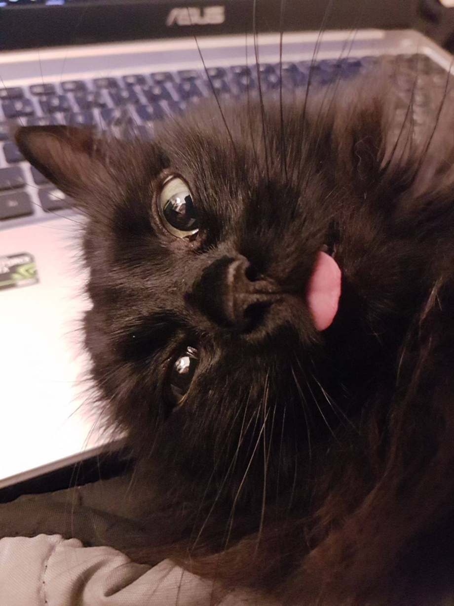 Котенок с высунутым языком