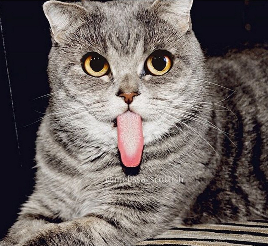Котенок с высунутым языком