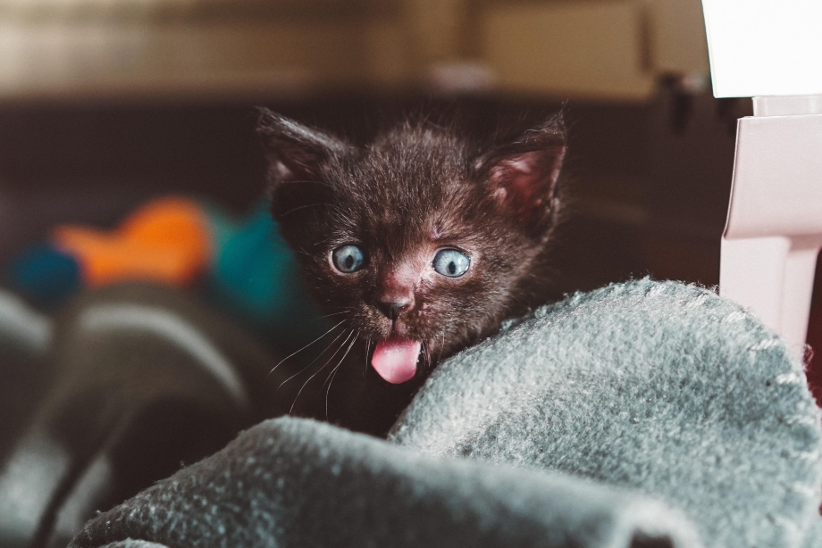 Кот показывает язык