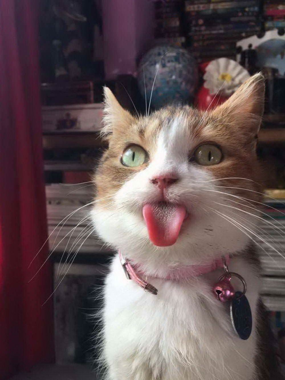 Кот с вытянутым языком