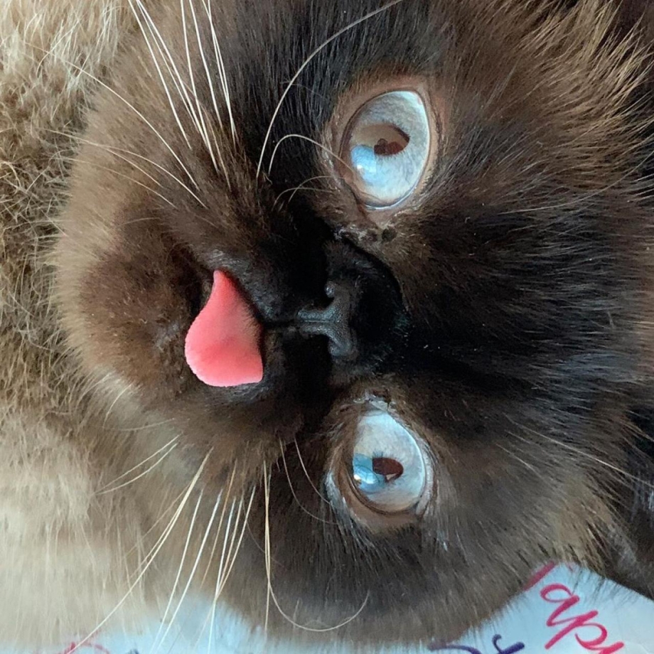 Угарные коты
