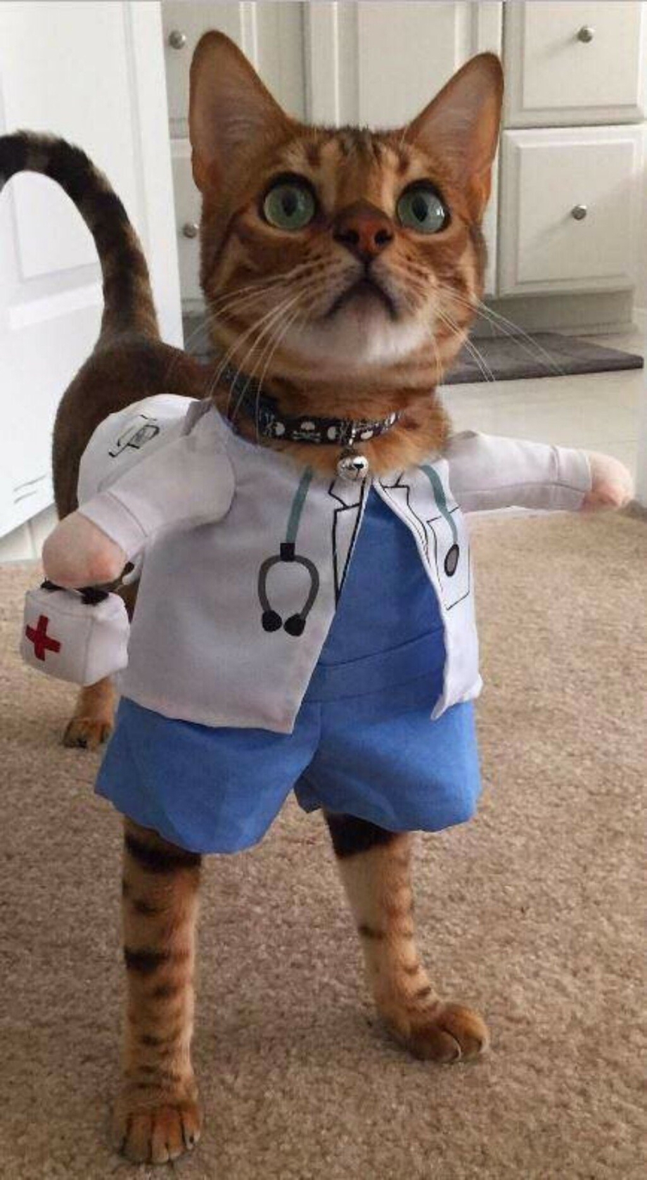 Котики в костюмах