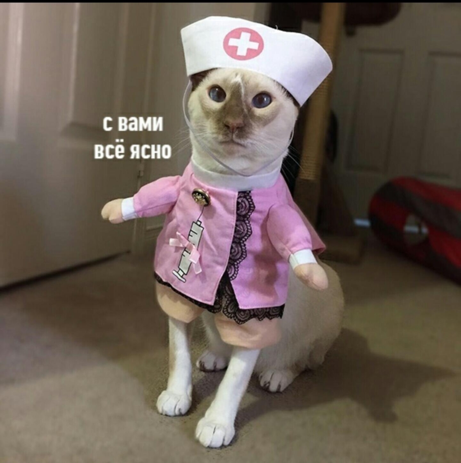 Кошка доктор