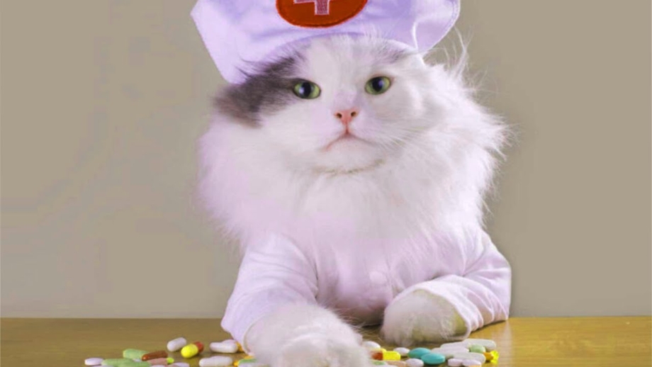 Кот Докта