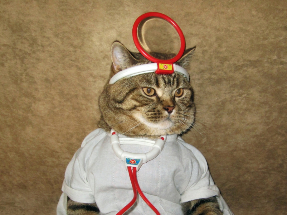 Кот в костюме врача