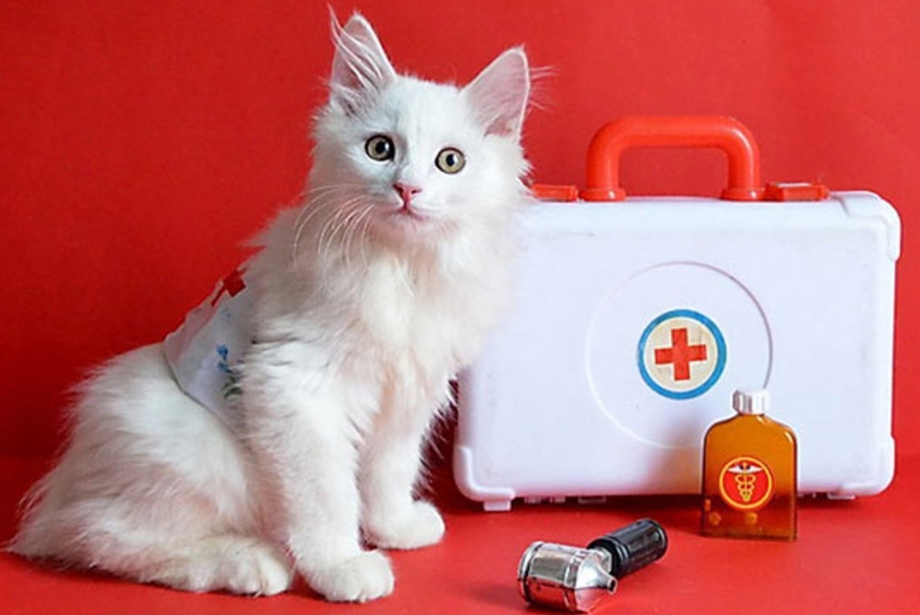 Кошка доктор