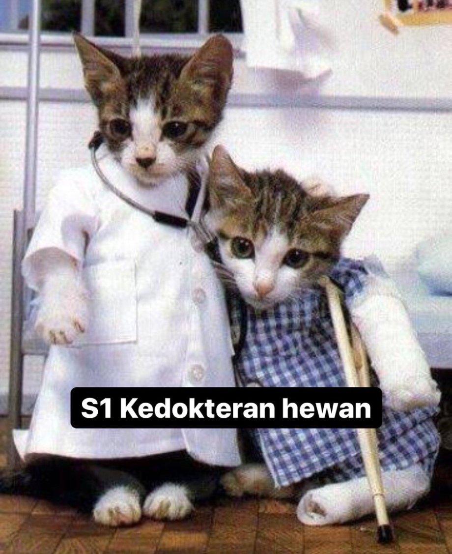 Кошка в костюме доктора