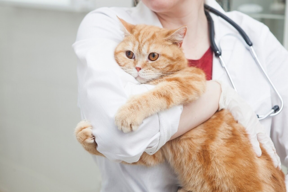 Коты доктора