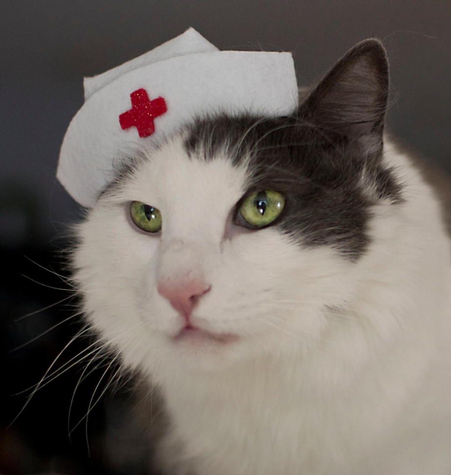 Котик терапевт