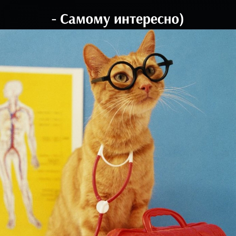 Кот доктор сувенир