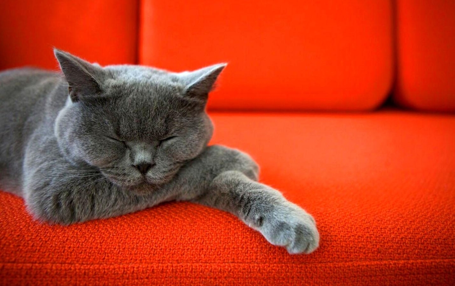 Котик на диване