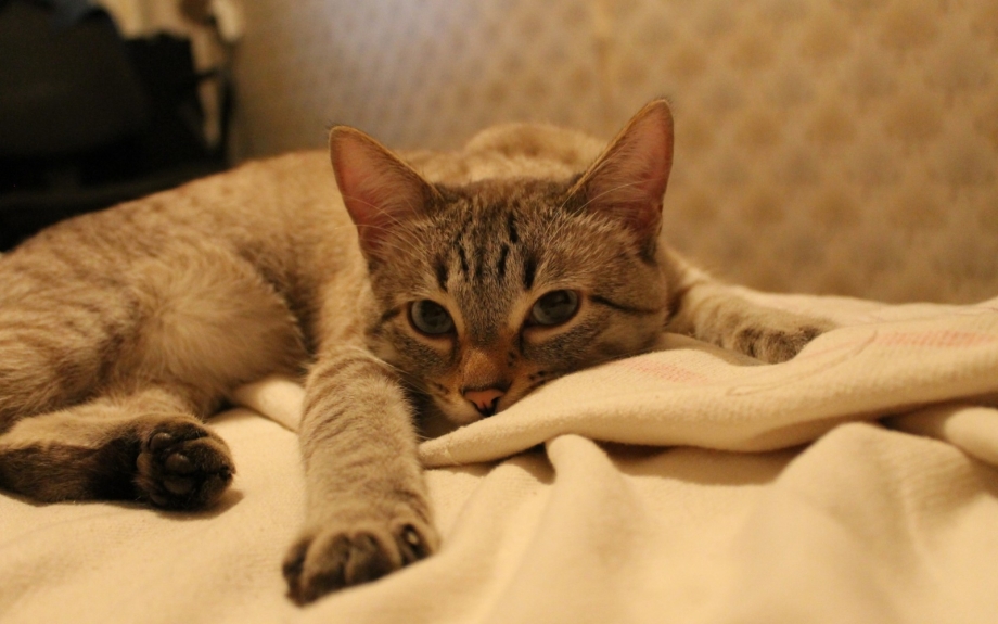Дива кошка
