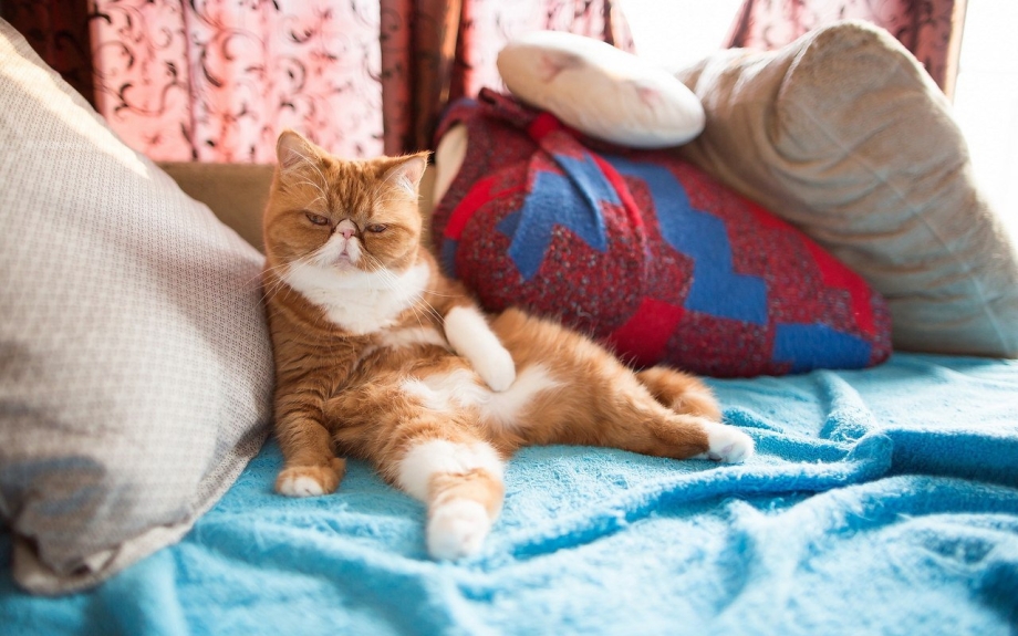 Кот на диване