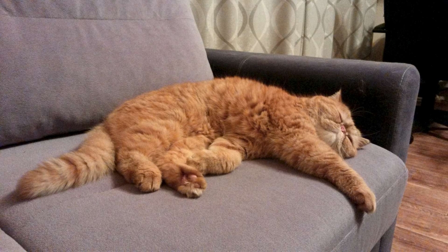Рыжий кот на диване