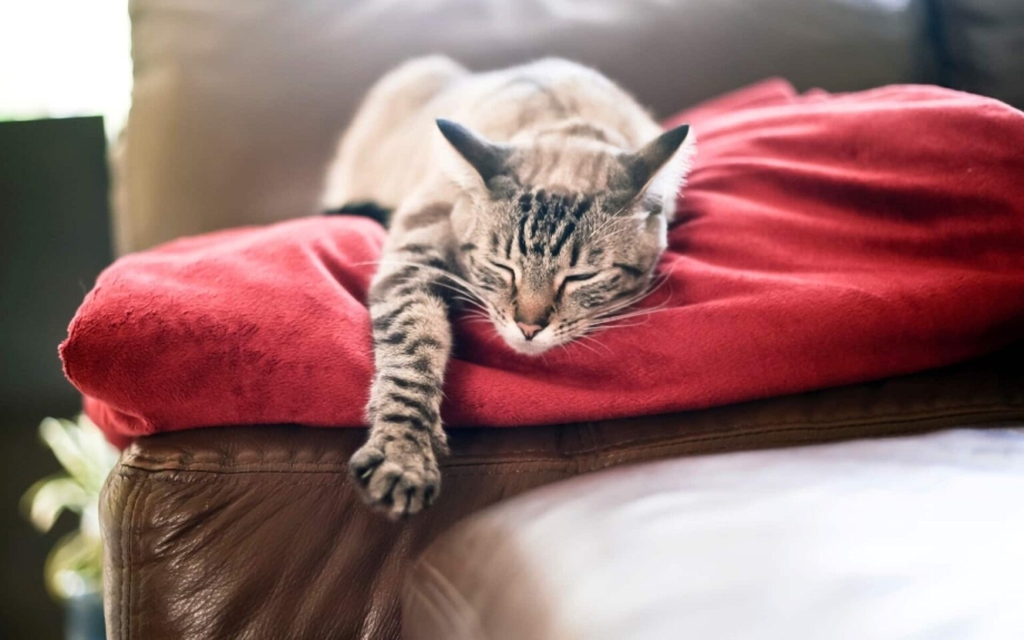 Кот на диване