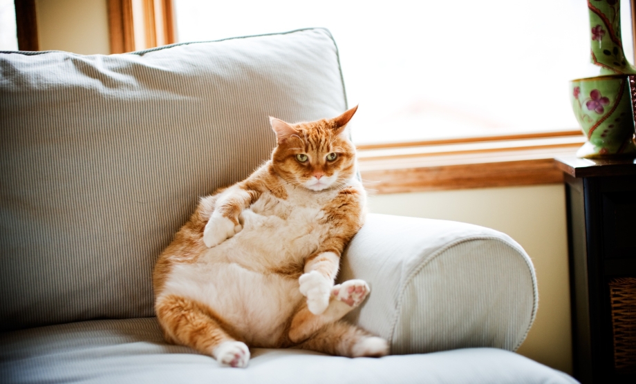 Котик на диване