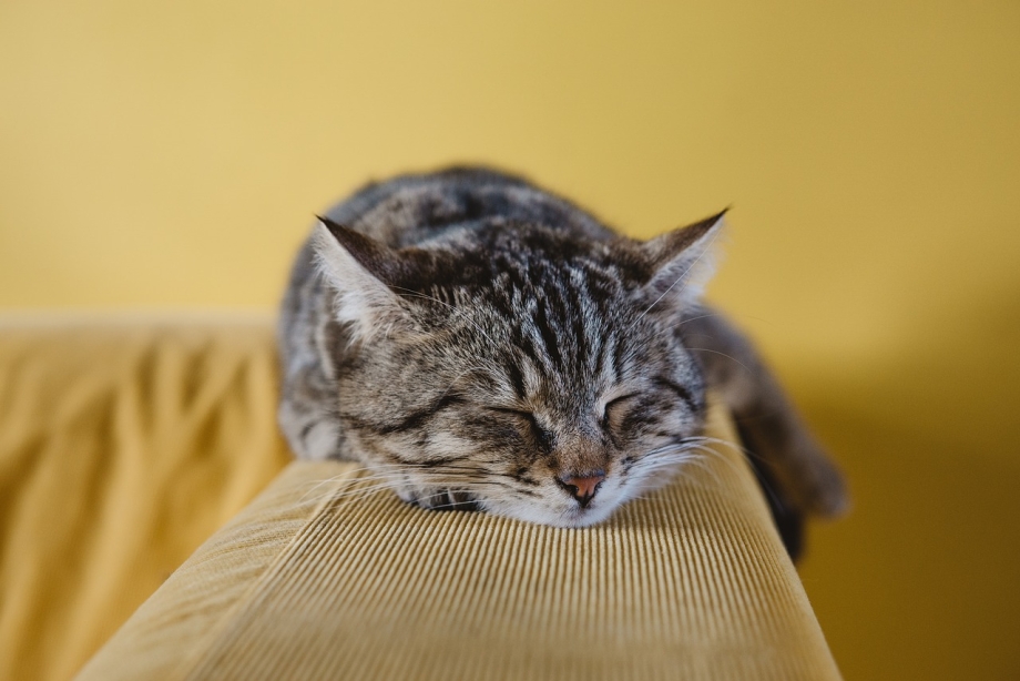 Котик на диване