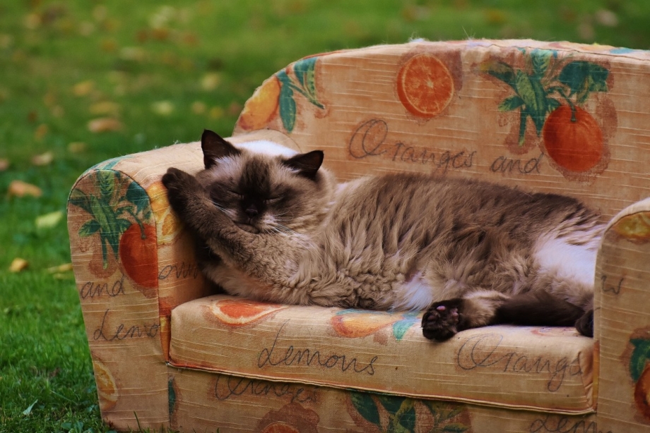 Кошка отдыхает