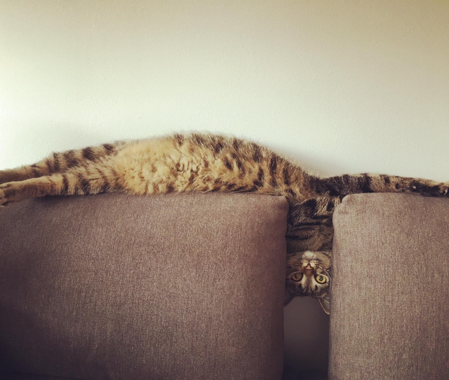 Коты на диване