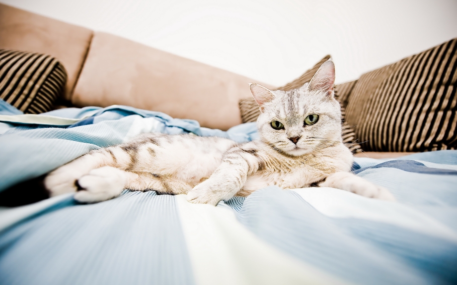 Кошечка на диване