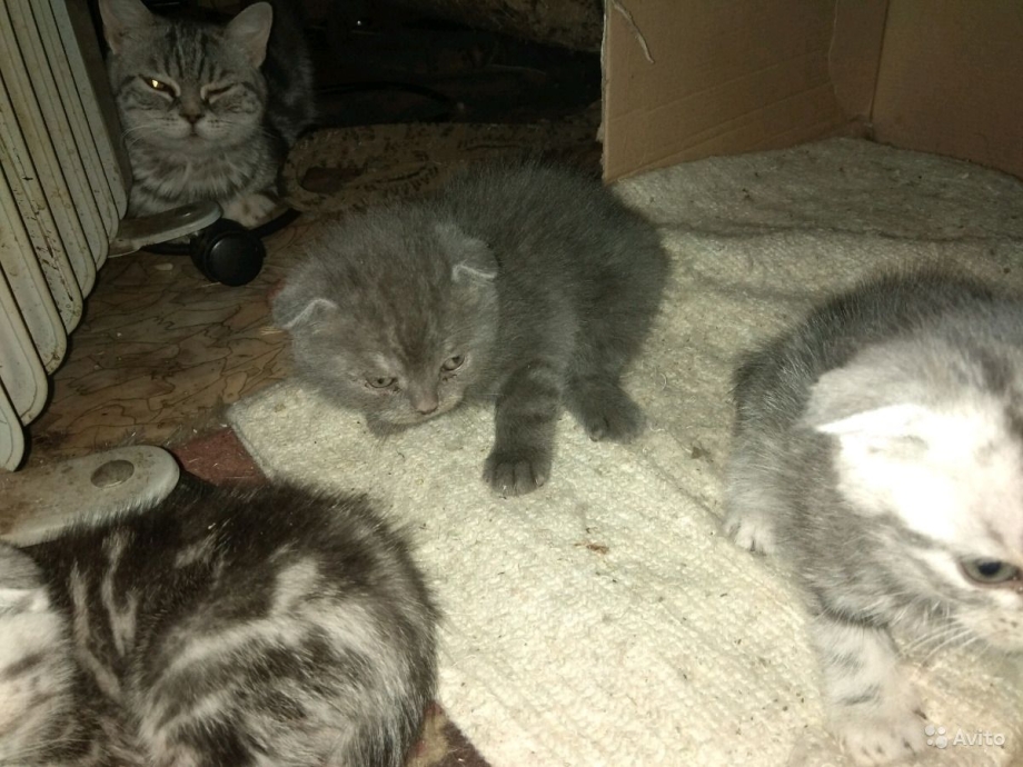 Котята мама вислоухая а папа дворняга