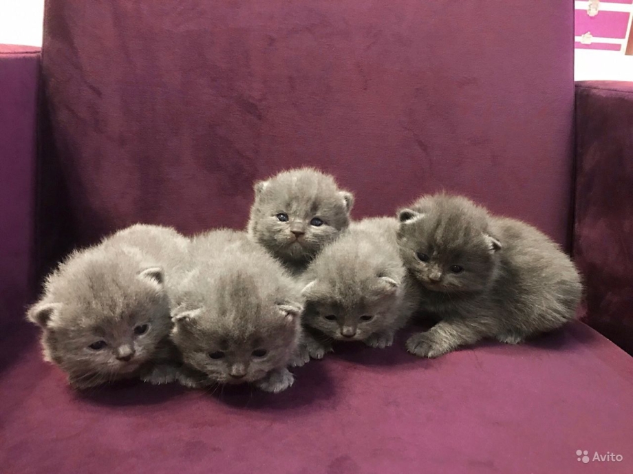 Вислоухие шиншиллы котята