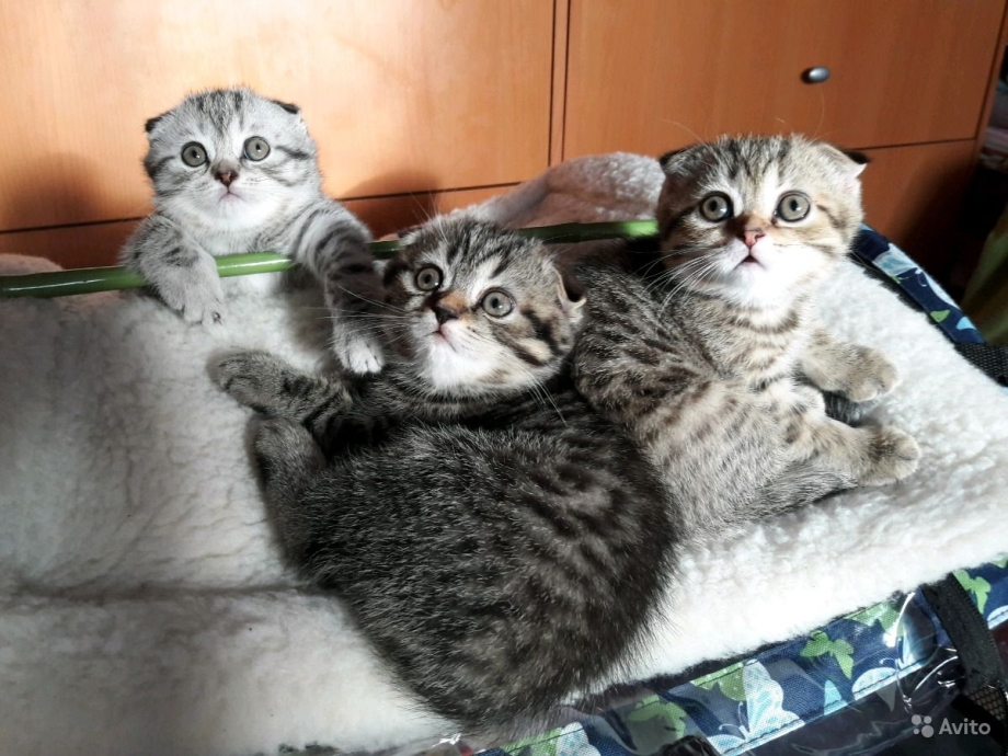 Рождение шотландских котят
