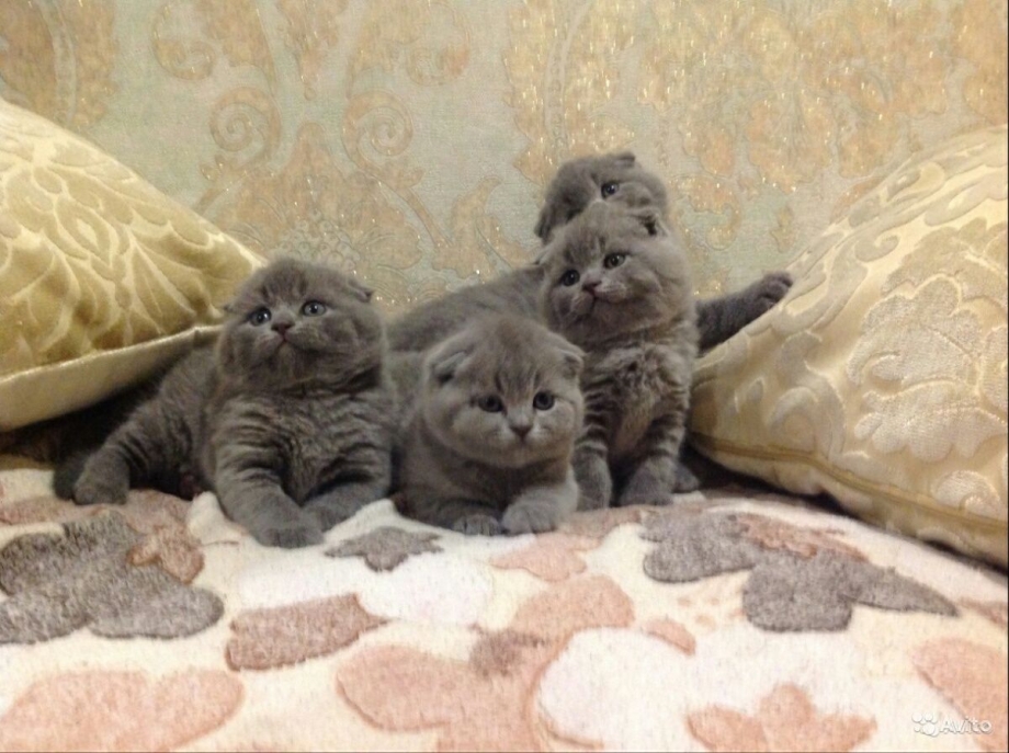 Метисы шотландской вислоухой и дворового кота