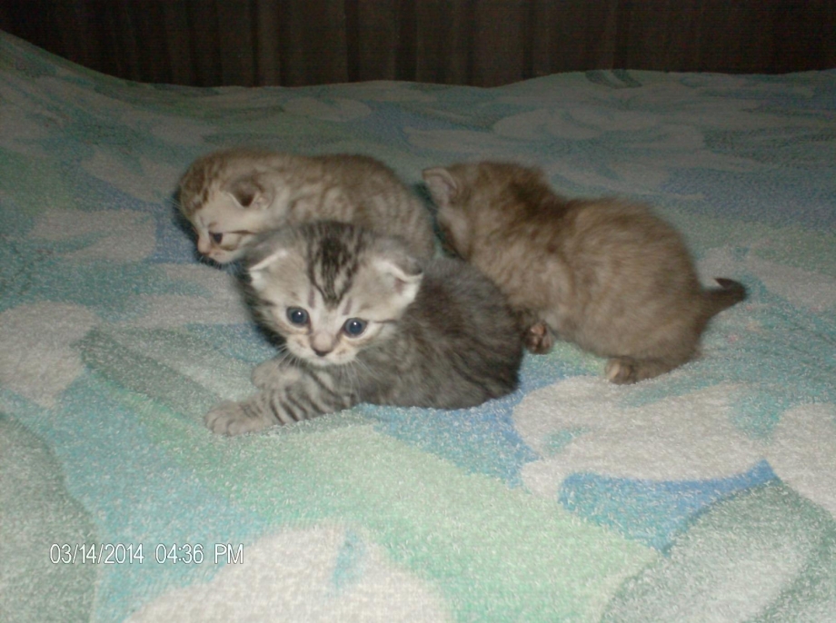Вислоухие котята в Омске