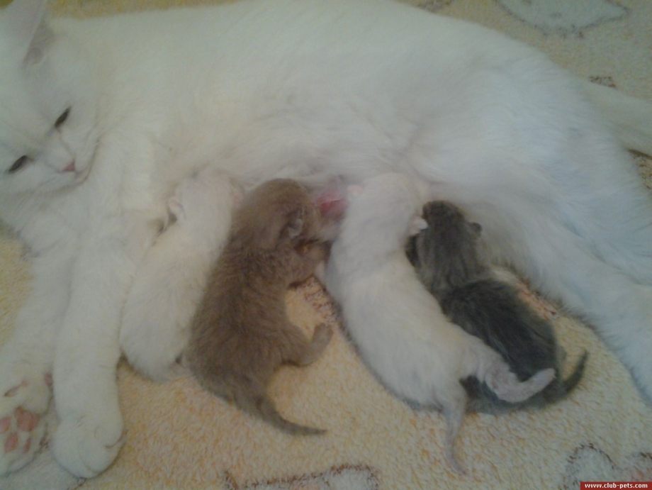 Новорожденный котенок шотландец