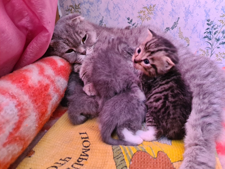 Вислоухие котята 3 недели