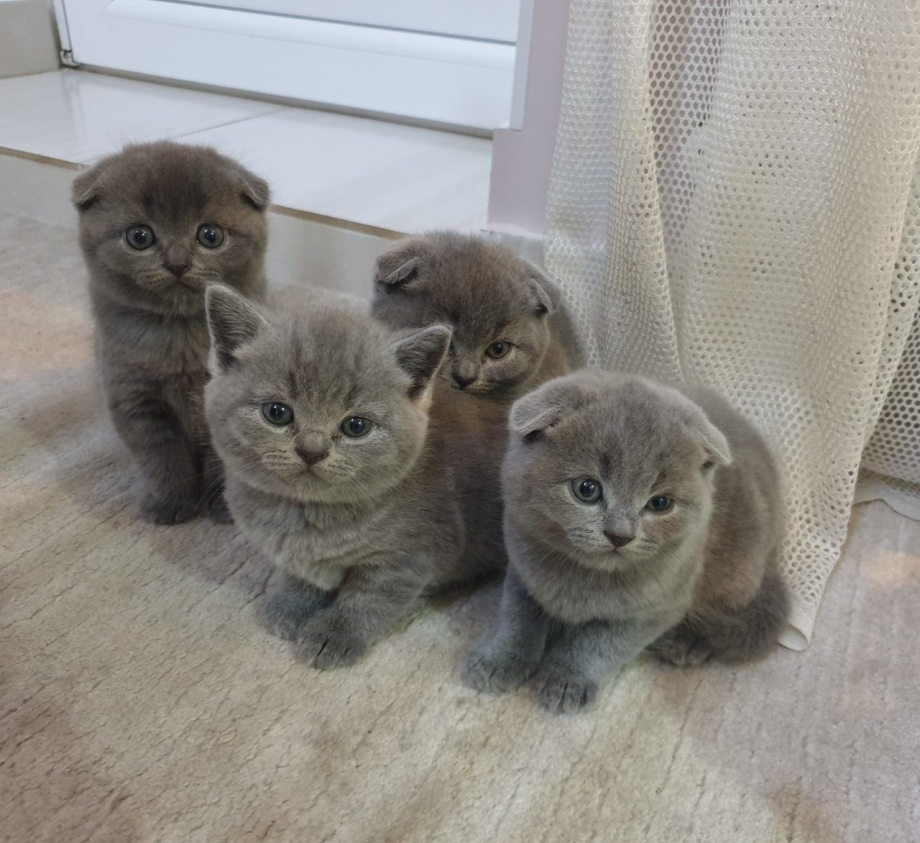 Котята скоттиш фолд двухнедельные