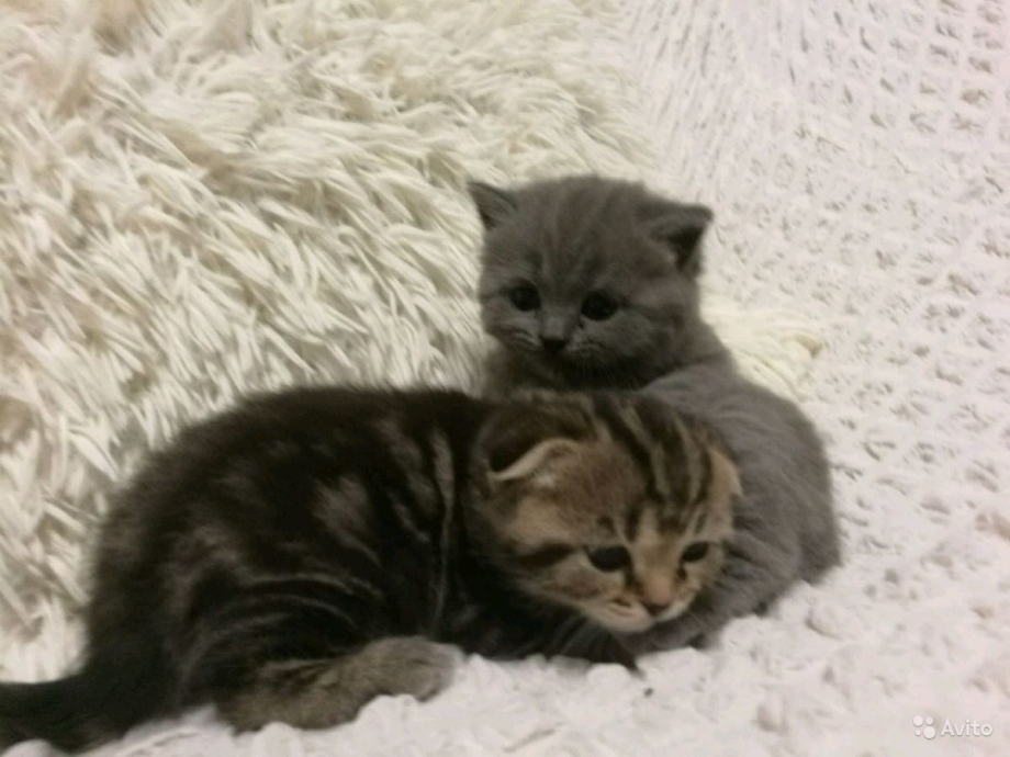 Новорожденные британские котята