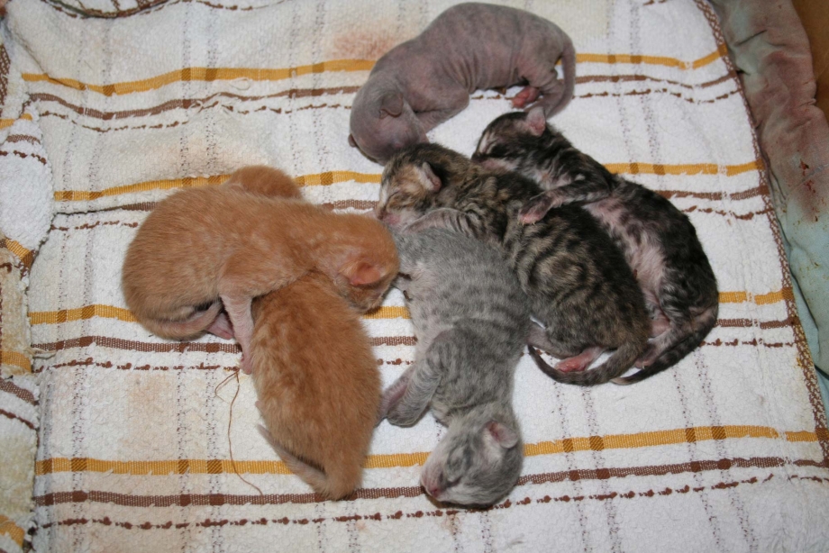 Новорожденные котята вислоухой кошки