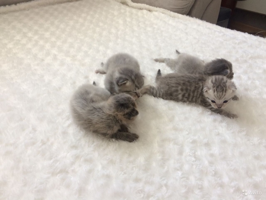 Рождение котенка вислоухие