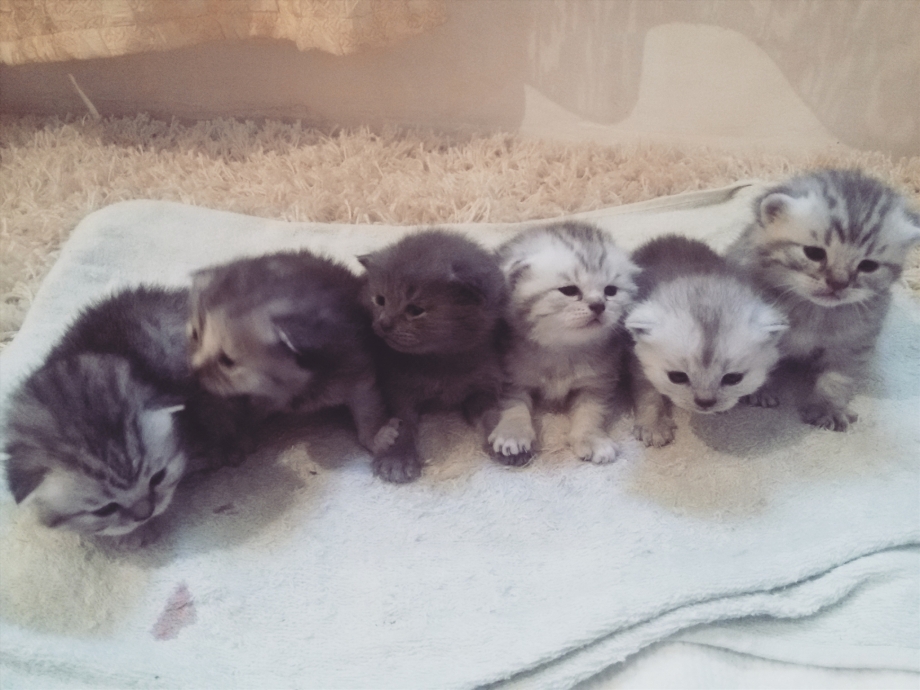 Маленькие вислоухие котята только родились