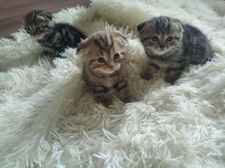 Котята продаются по 1000