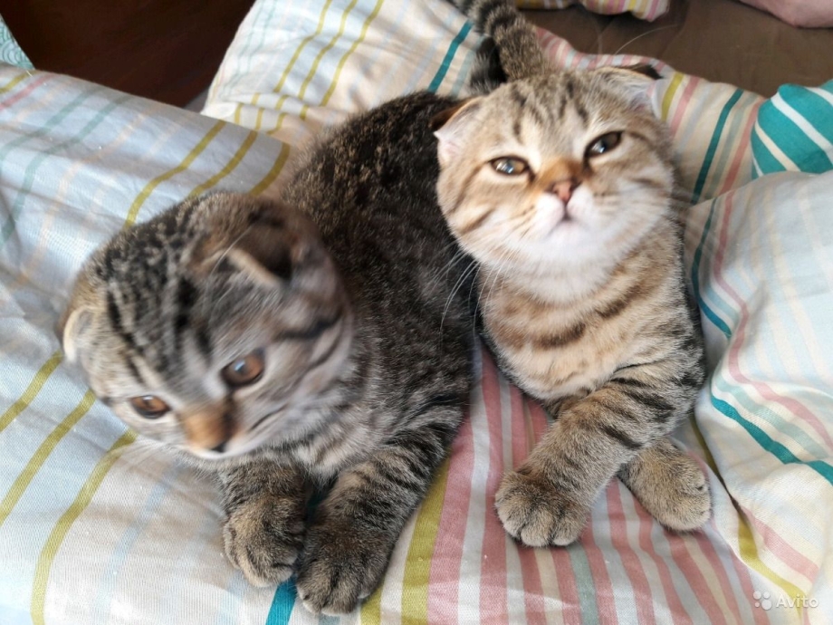 Новорожденный котенок
