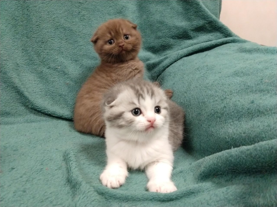 Шотландские котята с мамой