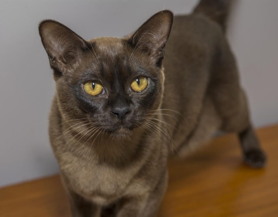 Бурманская кошка котята