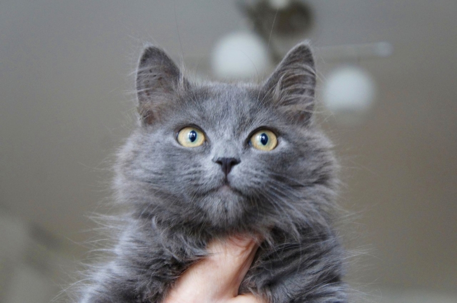 Сибирская кошка серая дымчатая