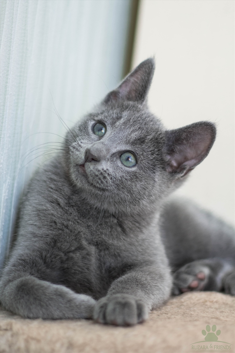 Сибирская кошка дымчатая