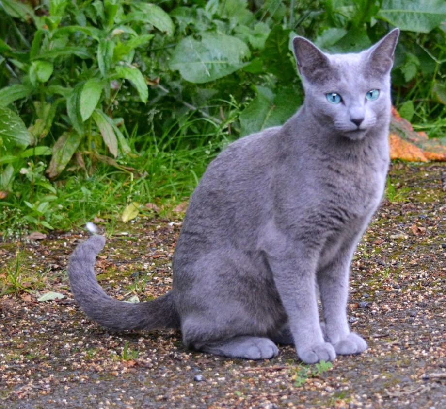 Сибирская голубая кошка котенок