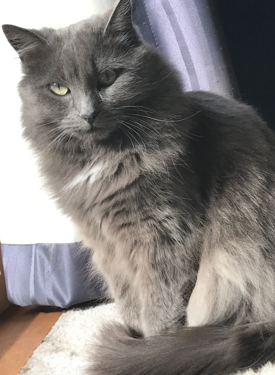 Кот Нибелунг