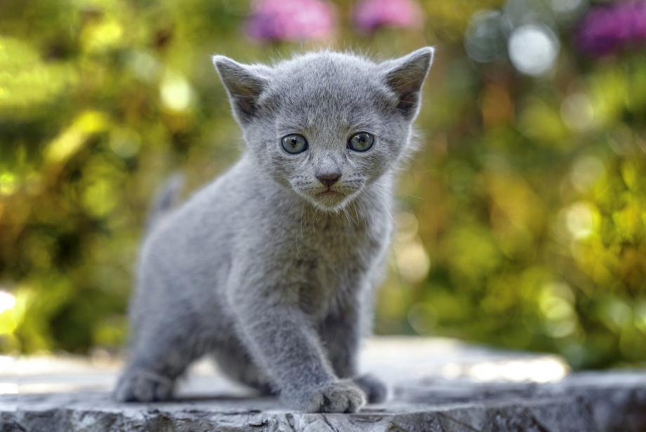 Русская голубая кошка