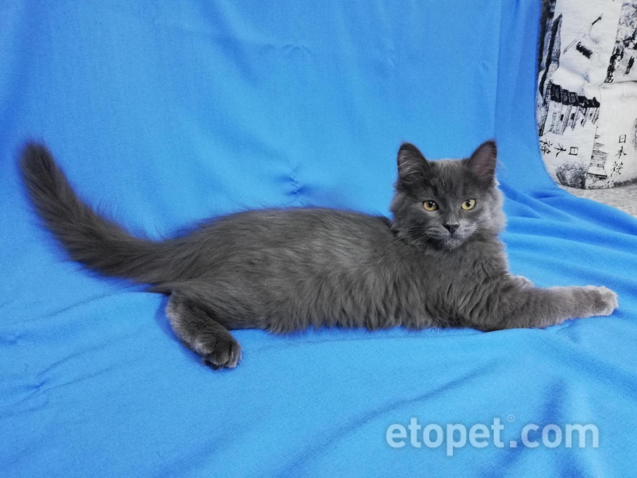Русская голубая котенок
